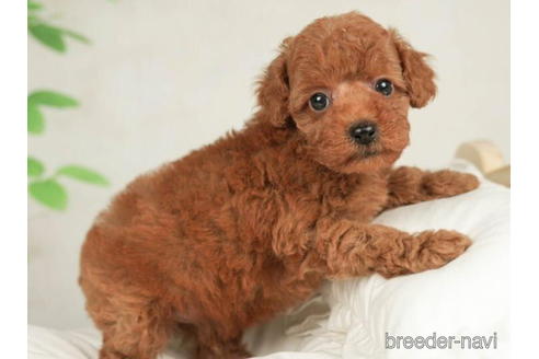 成約済の千葉県のトイプードル-208849の3枚目